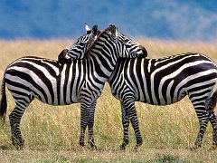 Serengeti Love, Burchell's Zebras